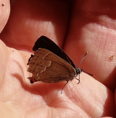 Purple hairstreak butterfly in Sue's hand