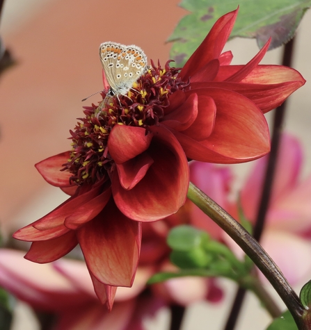 Common blue butterfly on a red flower