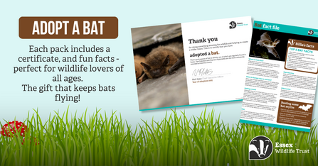 Adopt a bat digital pack, graphic with grass illustration at the bottom. A bat adoption certificate and a bat fact sheet. 