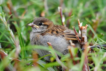 House sparrow juvenile sits in grass