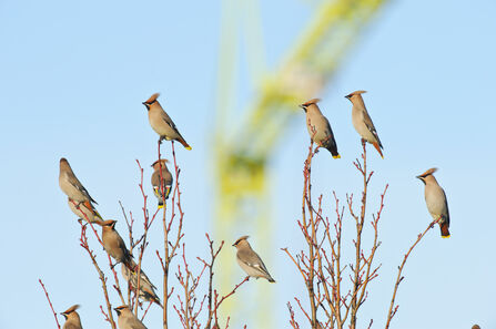 Waxwings on tree with crane in background