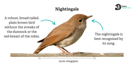Graphic of a nightingale with identification text surrounding