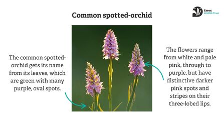 Graphic highlighting the main ways to identify a common spotted-orchid