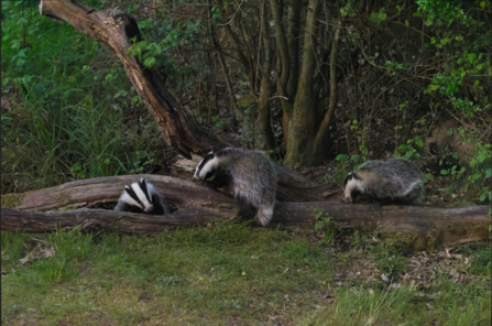 Badger watching 2026 - Fingringhoe Wick - Paul Everett 