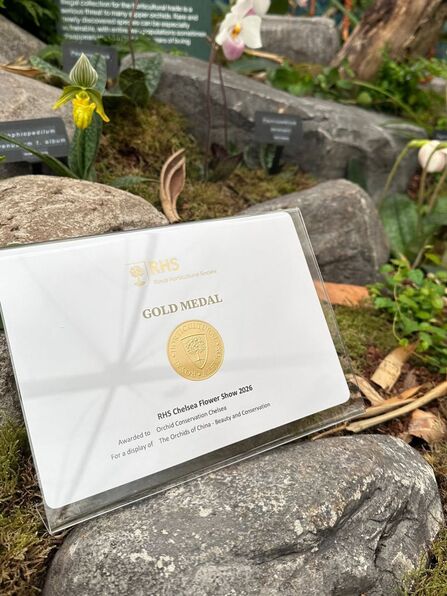Global orchid conservation team wins gold at RHS Chelsea Flower
