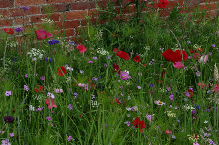 Wildflowers Gillian Day