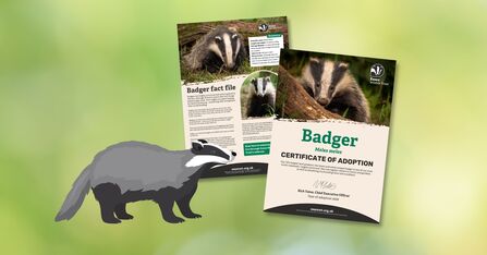 Adopt a species badger digital