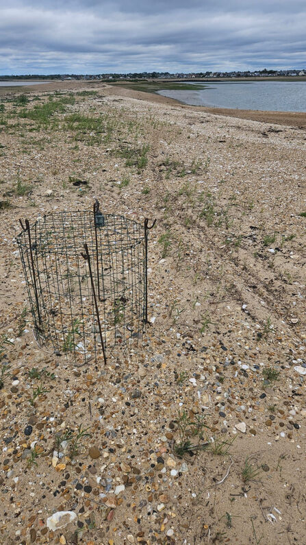 Motorbike tracks next to Schedule 1 listed birds nest