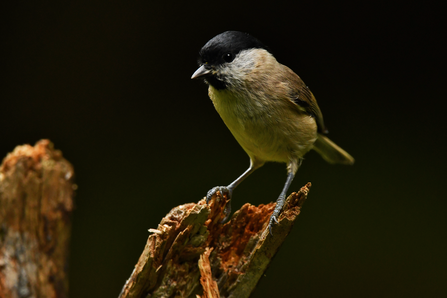 Marsh tit bird