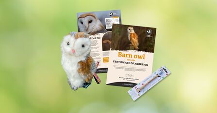 Adopt a species barn owl 