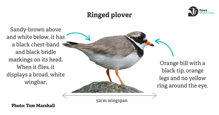 Graphic showing how to identify a ringed plover