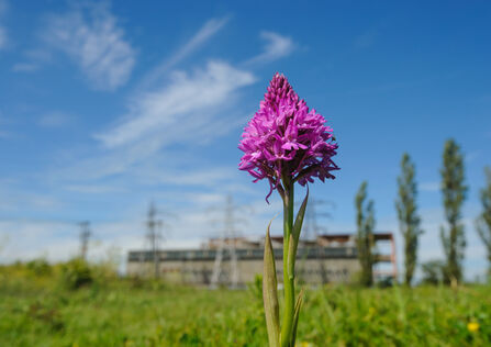 Pyramidal orchid on a brownfield site schedule for development