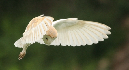 Barn Owl