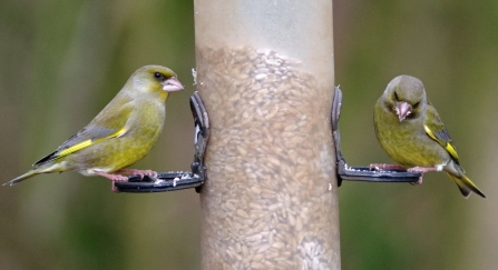 Bird Feeder