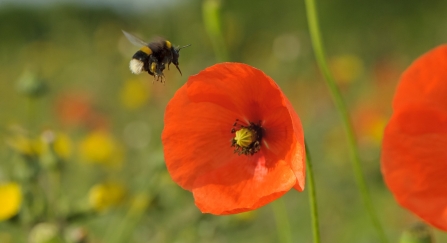 Buff-tailed bumble bee