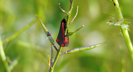 Cinnabar moth