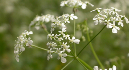 Cow parsley 