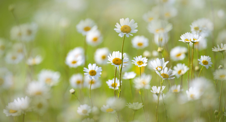 Daisies in a field