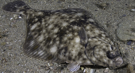 European flounder