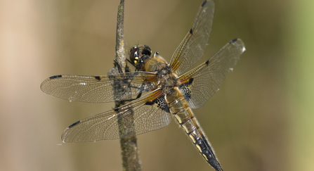 Four-spotted chaser