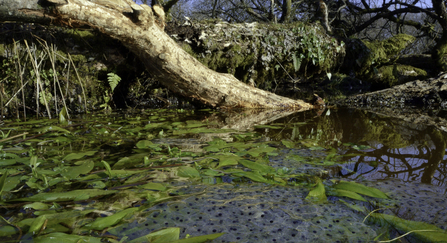 Pond