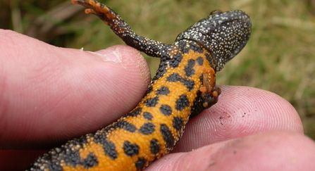 great crested newt