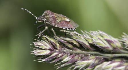 Hairy shieldbug