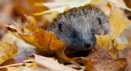 Hedgehog in autumn leaves 