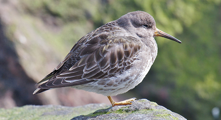 Purple sandpiper