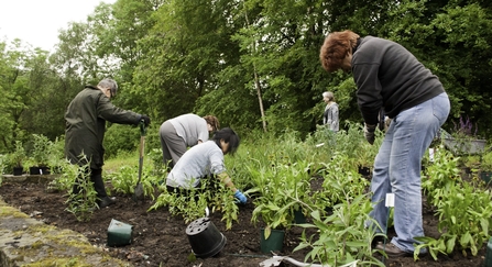 Community gardening