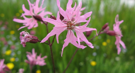 Ragged robin