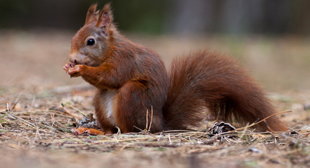 red squirrel 