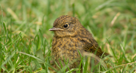 baby robin