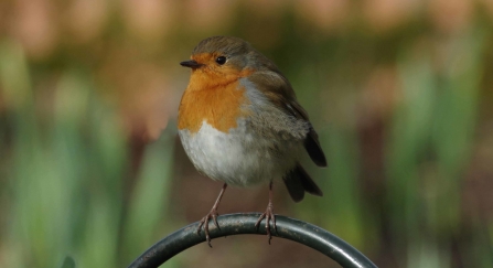 Robin