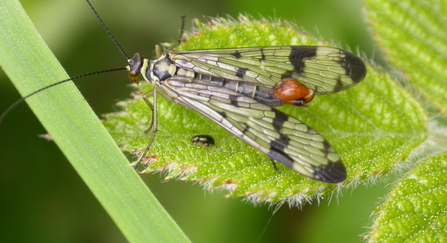 SCORPION FLY