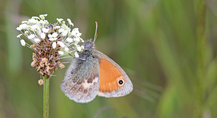 Small heath butterfly