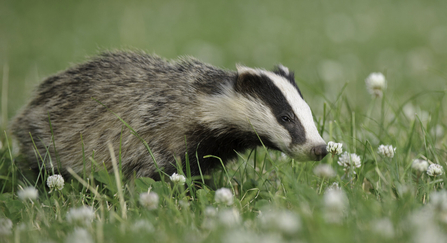 badger