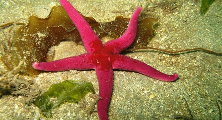 Bloody henry starfish
