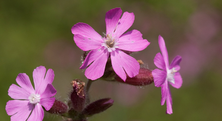 Red campion