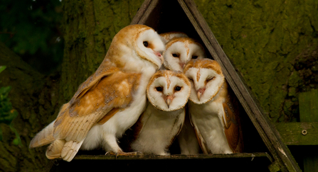 barn owl babies