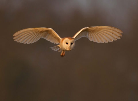 Barn owl 