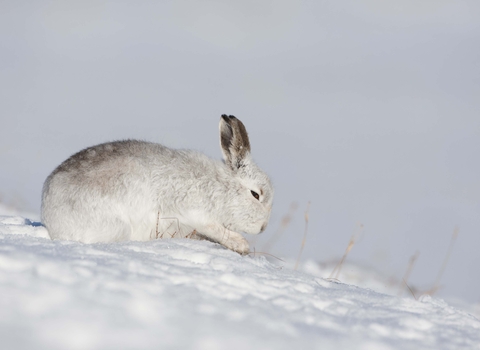 Mountain hare