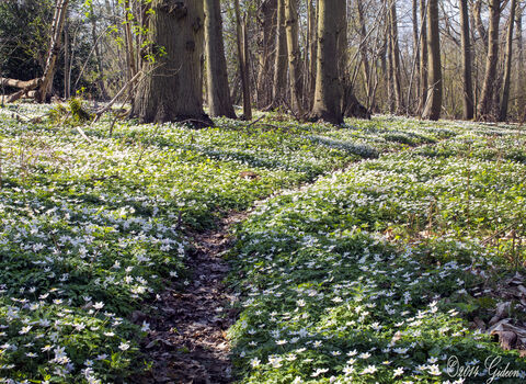 Copperas Wood Anemones