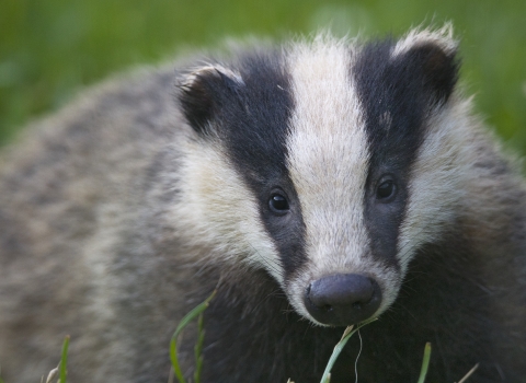 Badger