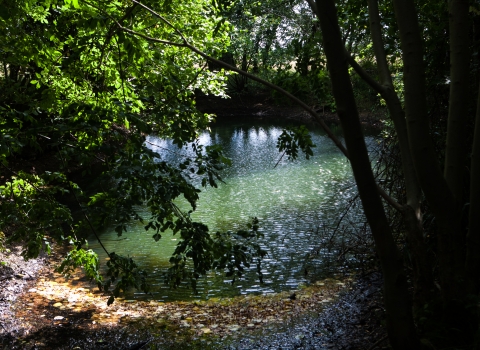 Pond at Brookes nature reserve 