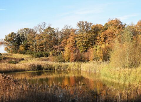 Cockaynes Wood in Autumn 