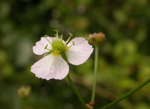 Water-plantain