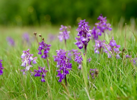 Oxley Meadows Green Winged Orchids