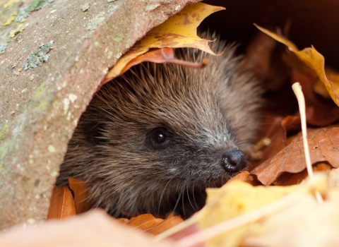 Hedgehog
