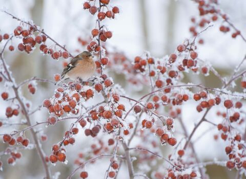 Chaffinch in Crab Apple tree